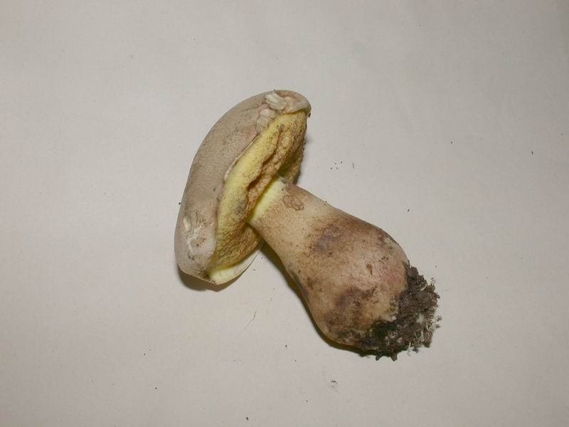 Boleto dal collare.....